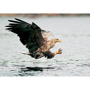 Postcard, Sea Eagle