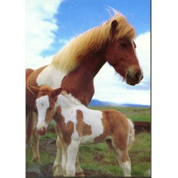 Postcard, Icelandic mare and foal