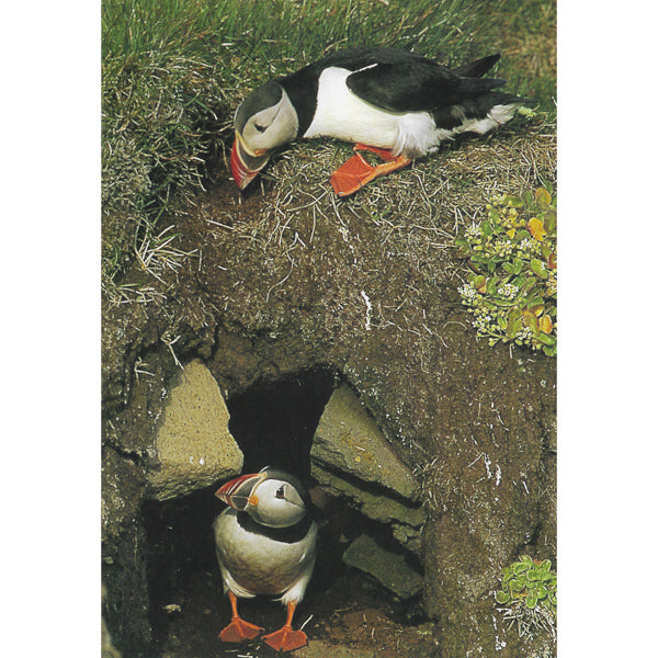 Postcard, 2 Puffins