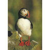 Postcard, Puffin