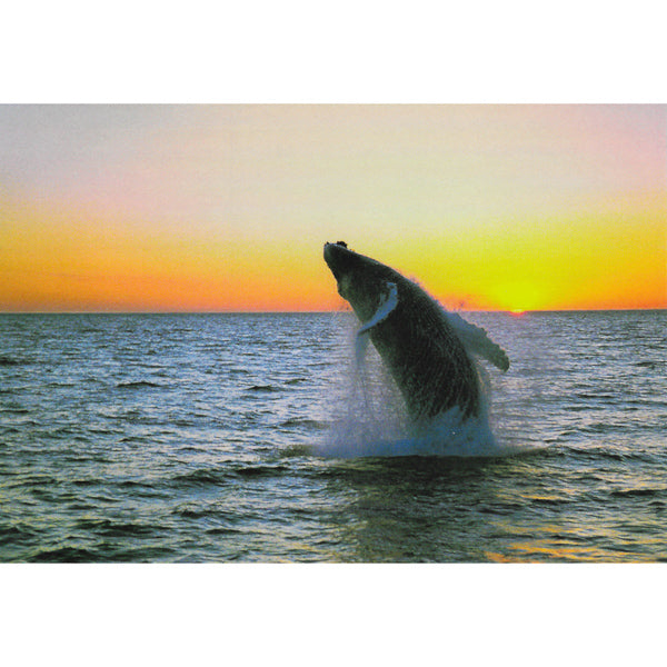 Postcard, Whale jumping