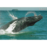 Postcard, Humpback Whale, close