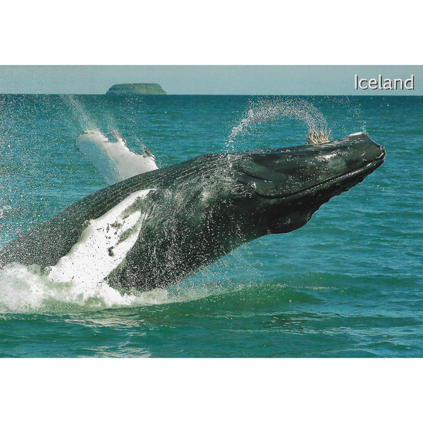 Postcard, Humpback Whale, close