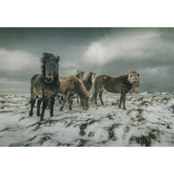 Postcard, Icelandic horses, winter scene