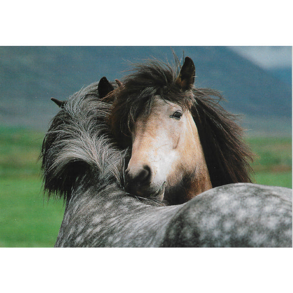 Postcard, Two Icelandic horses
