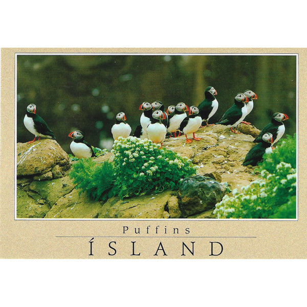 Postcard, Puffins on cliff