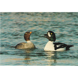 Postcard, Burrow's Goldeneye