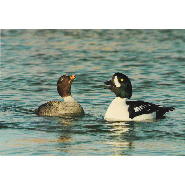 Postcard, Burrow's Goldeneye