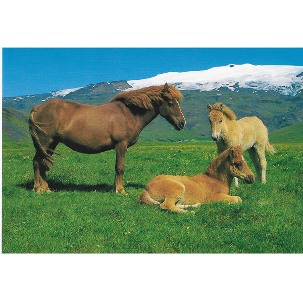 Postcard, Icelandic mare and foal