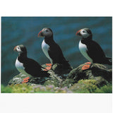 Postcard, 3 puffins