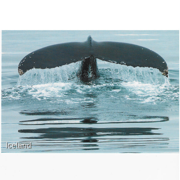 Postcard, Humpback Whale, diving