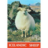 Postcard, Icelandic sheep