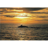 Postcard, Fin Whale