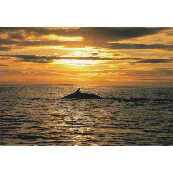 Postcard, Fin Whale