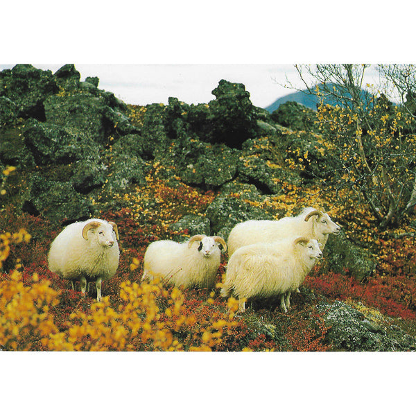 Postcard, Icelandic sheep IV
