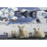 Postcard, Sheep, Jökulsárlón