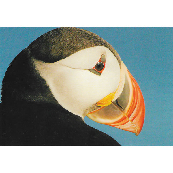 Postcard, Puffin