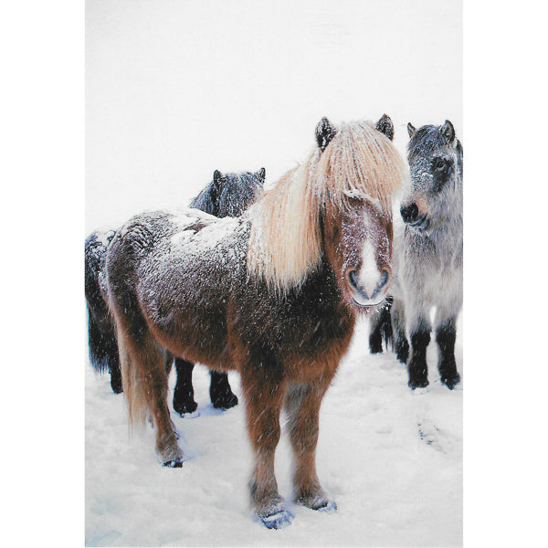 Postcard, Horses, winter
