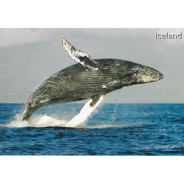 Postcard, Humpback Whale, breaching
