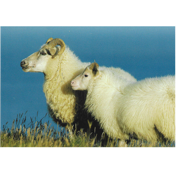 Postcard, Sheep and lamb