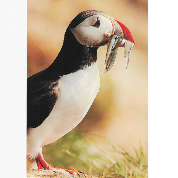 Postcard, Puffin