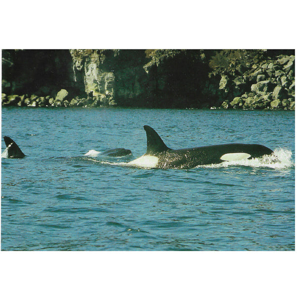 Postcard, Orca whales near Westman Islands