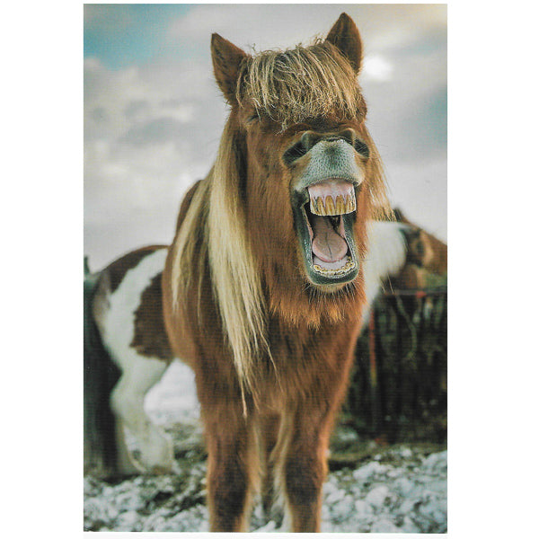 Postcard, Icelandic Horse Laughter