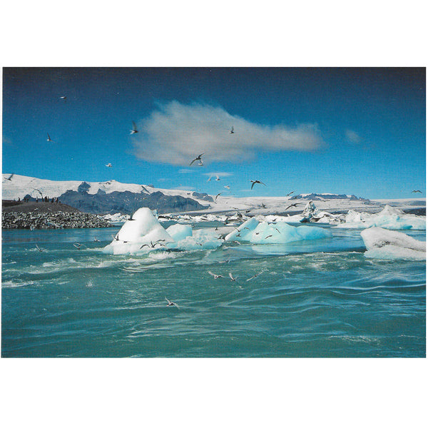 Postcard, Jökulsárlón, Terns