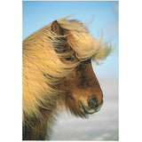 Postcard, The Icelandic Horse