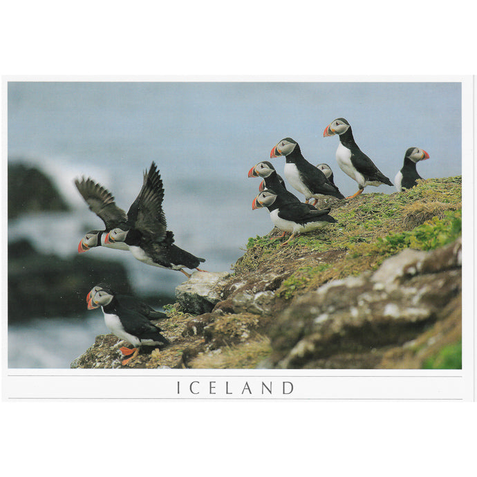 Postcard large, Puffins