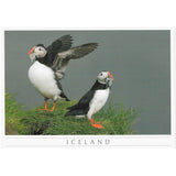 Postcard large, puffins