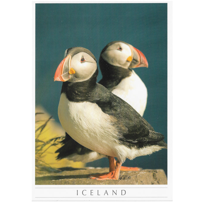 Postcard large, 2 Puffins