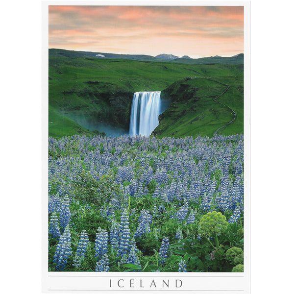 Postcard large, Skógafoss, lupine